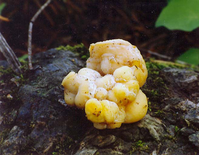 Tremella encephala